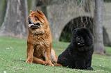 CHOW CHOW 725